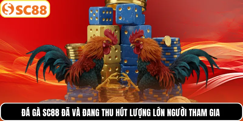 Đá gà SC88 đã và đang thu hút lượng lớn người tham gia